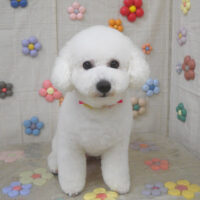 【山手店】2023年11月3日のワンちゃん達♪