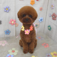 【山手店】2023年11月4日のワンちゃん達♪