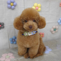 【山手店】2023年11月5日のワンちゃん達♪