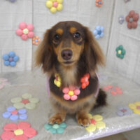 【山手店】2023年11月6日のワンちゃん達♪