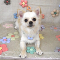 【山手店】2023年11月10日のワンちゃん達♪