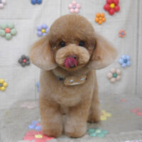 【山手店】2023年11月11日のワンちゃん達♪