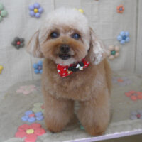 【山手店】2023年11月12日のワンちゃん達♪