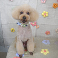 【山手店】2023年11月13日のワンちゃん達♪