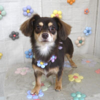 【山手店】2023年11月16日のワンちゃん達♪