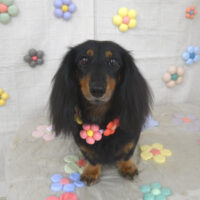 【山手店】2023年11月17日のワンちゃん達♪