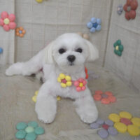 【山手店】2023年11月18日のワンちゃん達♪