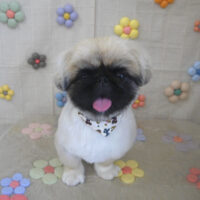 【山手店】2023年11月19日のワンちゃん達♪