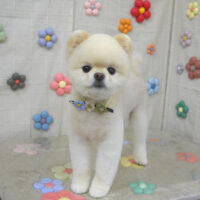 【山手店】2023年11月20日のワンちゃん達♪