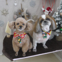 【山手店】2023年11月23日のワンちゃん達♪