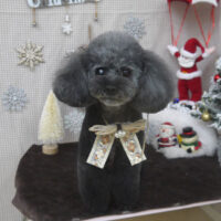 【山手店】2023年11月25日のワンちゃん達♪