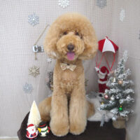 【山手店】2023年11月30日のワンちゃん達♪