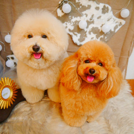 【池下店】2023年11月2日のワンちゃん達♪