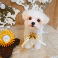 【池下店】2023年11月3日のワンちゃん達♪