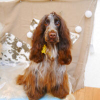 【池下店】2023年11月4日のワンちゃん達♪