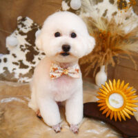 【池下店】2023年11月5日のワンちゃん達♪