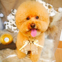 【池下店】2023年11月6日のワンちゃん達♪