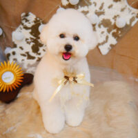 【池下店】2023年11月9日のワンちゃん達♪