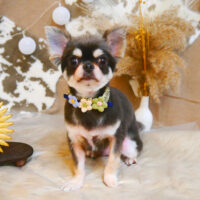 【池下店】2023年11月10日のワンちゃん達♪