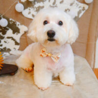 【池下店】2023年11月12日のワンちゃん達♪