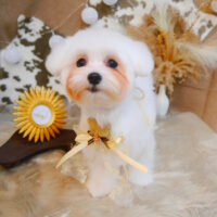 【池下店】2023年11月16日のワンちゃん達♪