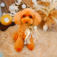 【池下店】2023年11月17日のワンちゃん達♪