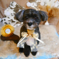 【池下店】2023年11月18日のワンちゃん達♪