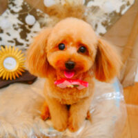 【池下店】2023年11月20日のワンちゃん達♪