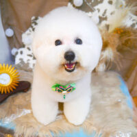 【池下店】2023年11月23日のワンちゃん達♪