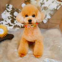 【池下店】2023年11月24日のワンちゃん達♪