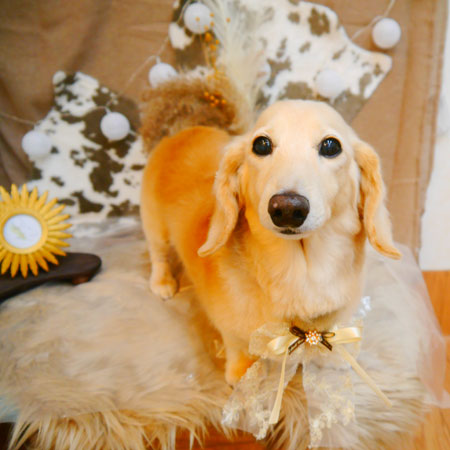 【池下店】2023年11月26日のワンちゃん達♪