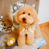 【池下店】2023年11月30日のワンちゃん達♪