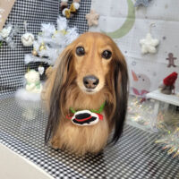 【本店】2023年12月7日のワンちゃん達♪