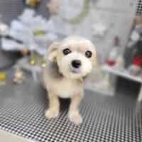 【本店】2023年12月10日のワンちゃん達♪