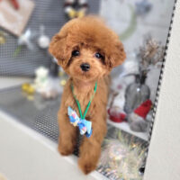 【本店】2023年12月27日のワンちゃん達♪