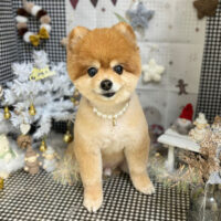 【本店】2023年12月1日のワンちゃん達♪