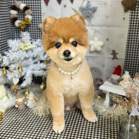 【本店】2023年12月1日のワンちゃん達♪