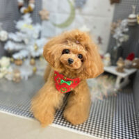 【本店】2023年12月18日のワンちゃん達♪