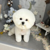 【本店】2023年12月22日のワンちゃん達♪