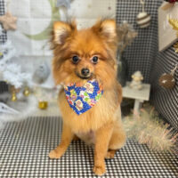 【本店】2023年12月28日のワンちゃん達♪