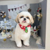 【本店】2023年12月2日のワンちゃん達♪