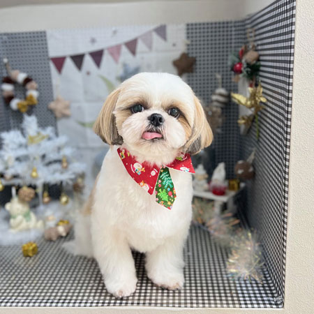 【本店】2023年12月2日のワンちゃん達♪