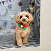 【本店】2023年12月3日のワンちゃん達♪