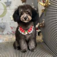 【本店】2023年12月4日のワンちゃん達♪