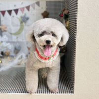 【本店】2023年12月11日のワンちゃん達♪