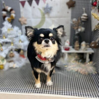 【本店】2023年12月16日のワンちゃん達♪