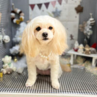 【本店】2023年12月21日のワンちゃん達♪