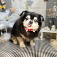 【本店】2023年12月29日のワンちゃん達♪