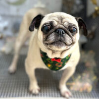 【本店】2023年12月23日のワンちゃん達♪