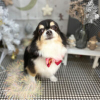 【本店】2023年12月30日のワンちゃん達♪